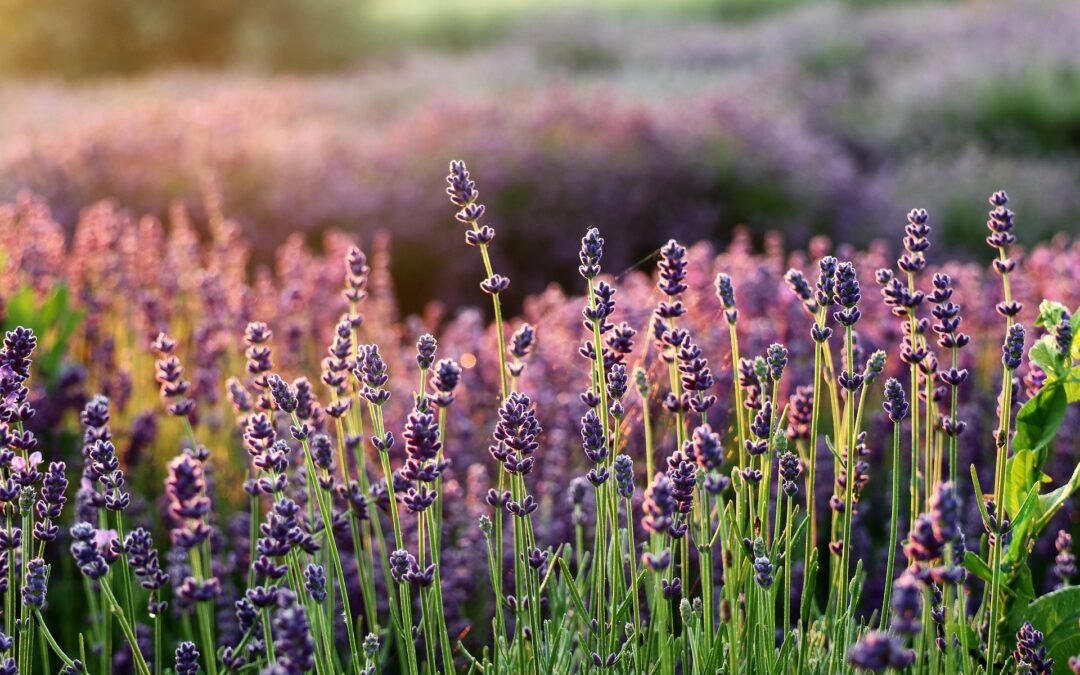 Sourcing the best ingredients