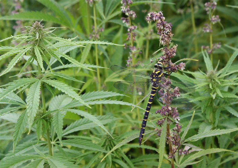 Ecological benefits of hemp
