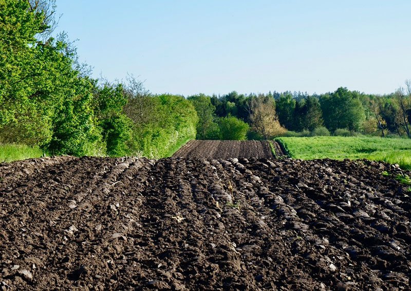Hemp can improve soil quality, store carbon and aid with biodiversity